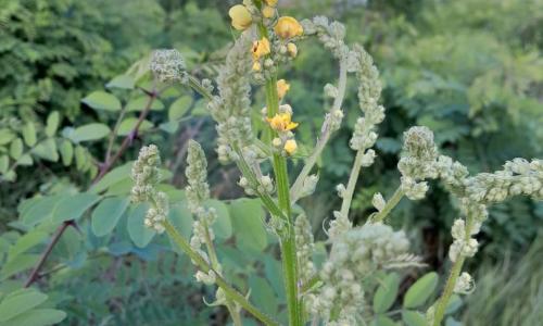 Fekete ökörfarkkóró