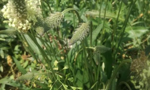 Keskenylevelű lándzsás utifű