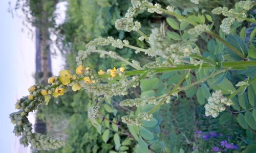 Fekete ökörfarkkóró