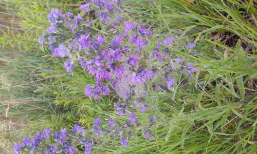 Terjőke kígyószisz