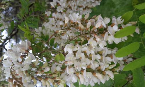 Fehér akác virág