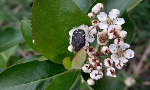 Fekete berkenye virág