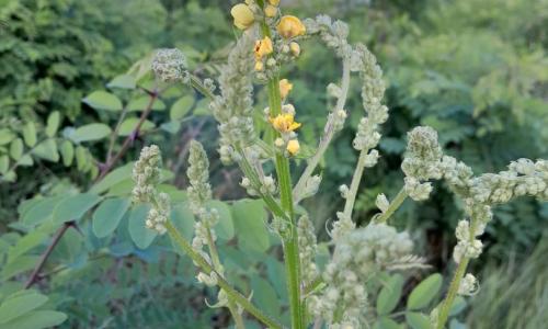 Fekete ökörfarkkóró