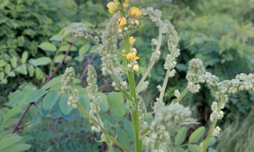 Fekete ökörfarkkóró