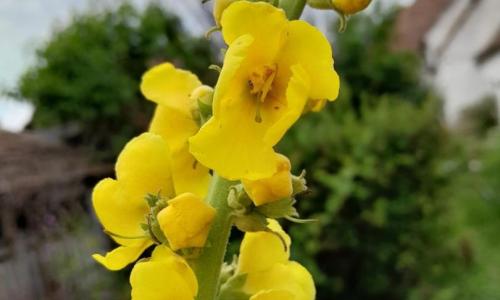 Szöszös ökörfarkkóró