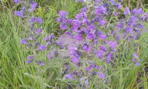 Terjőke kígyószisz