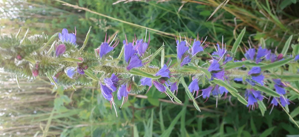 Terjőke kígyószisz