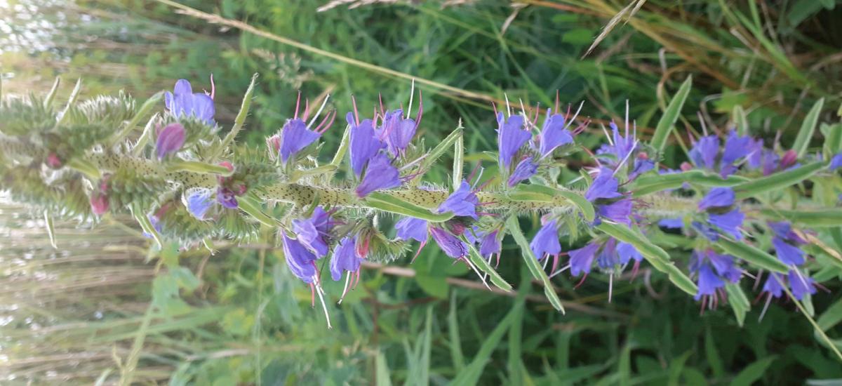 Terjőke kígyószisz