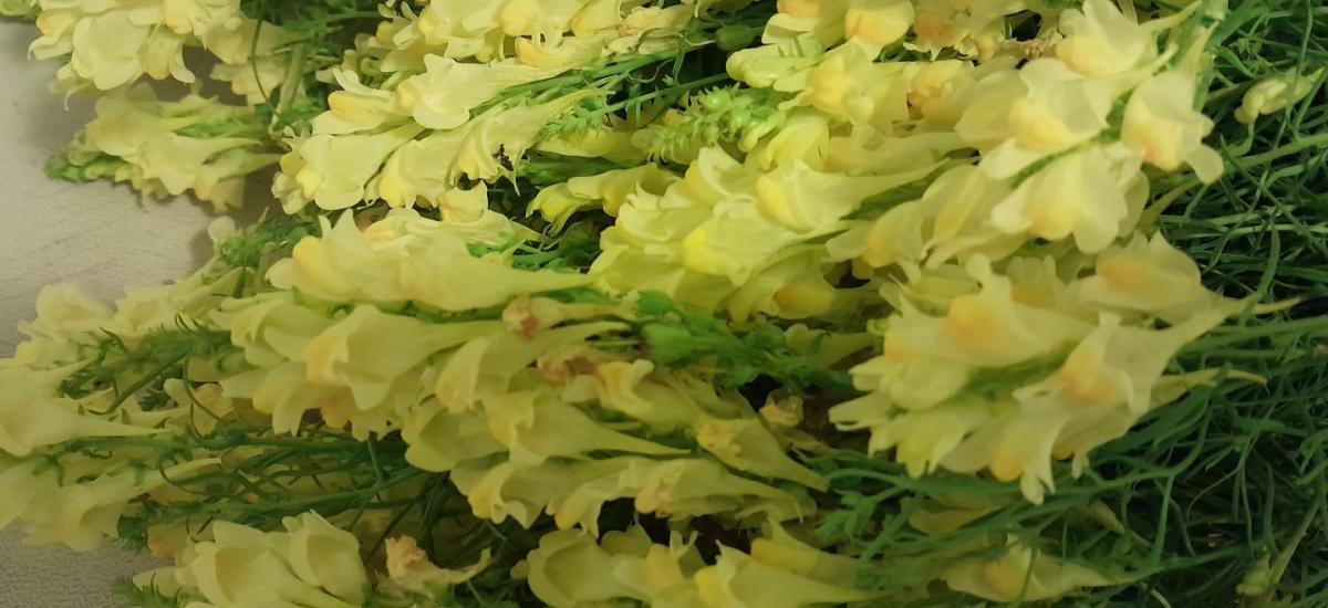 Közönséges gyűjtoványfű