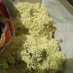 Fekete bodzavirág 1