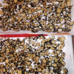 Fekete nadálytő gyökérzet szeletelt