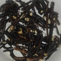 Fekete nadálytő gyökérzet