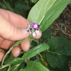 Fekete nadálytő virág