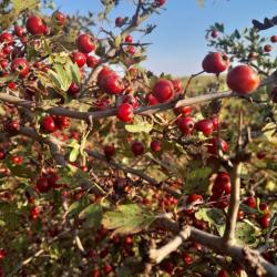 galagonya gyümölcs