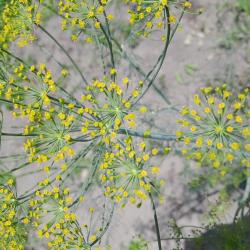 Édesgyökér virág