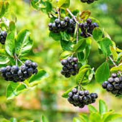 Fekete berkenye virág