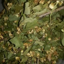 Galagonya virágos ágvég