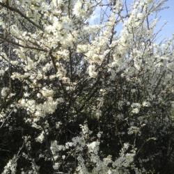 Virágzó kökénybokor