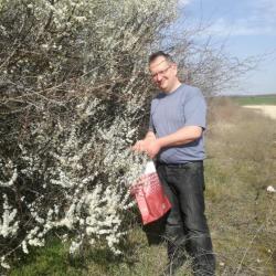 Kökényvirág gyűjtés