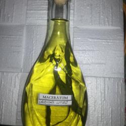 Lándzsás utifű olajos kivonat