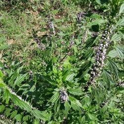 Szúrós gyöngyajak