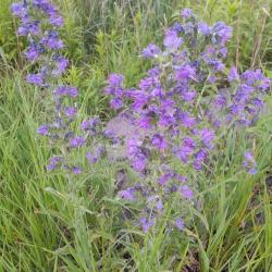 Terjőke kígyószisz